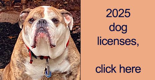 2025 Dog LIcense newsflash